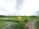 Tanah Bendang Kampung Paya Perlis