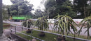 Taman Sinar Mentari Bedong